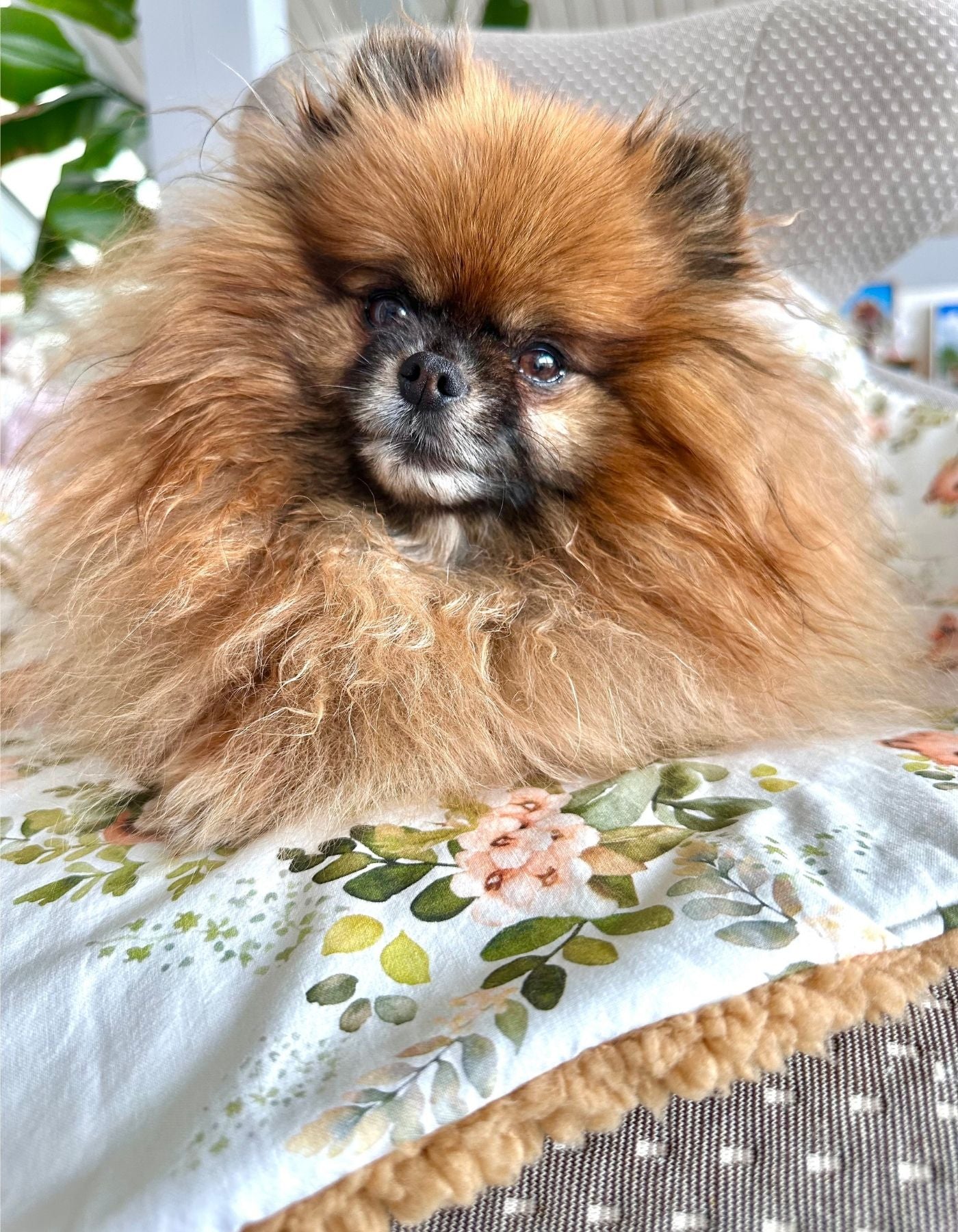 COMMANDE PERSONALISEE - Couverture - DANS UN JARDIN ANGLAIS - 70x70cm