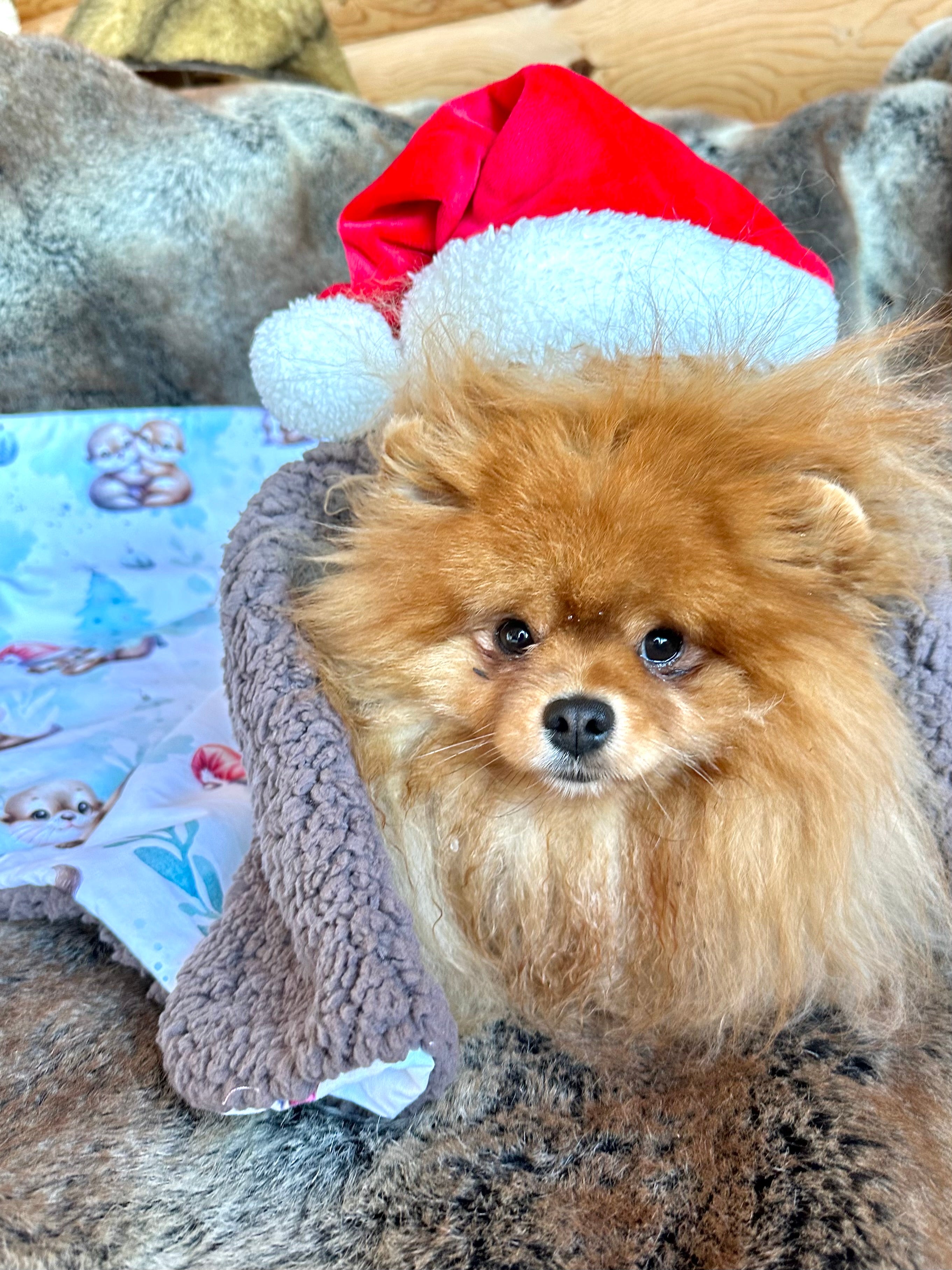 Couverture LE NOEL DES PETITES LOUTRES - 78x68cm - Cacao