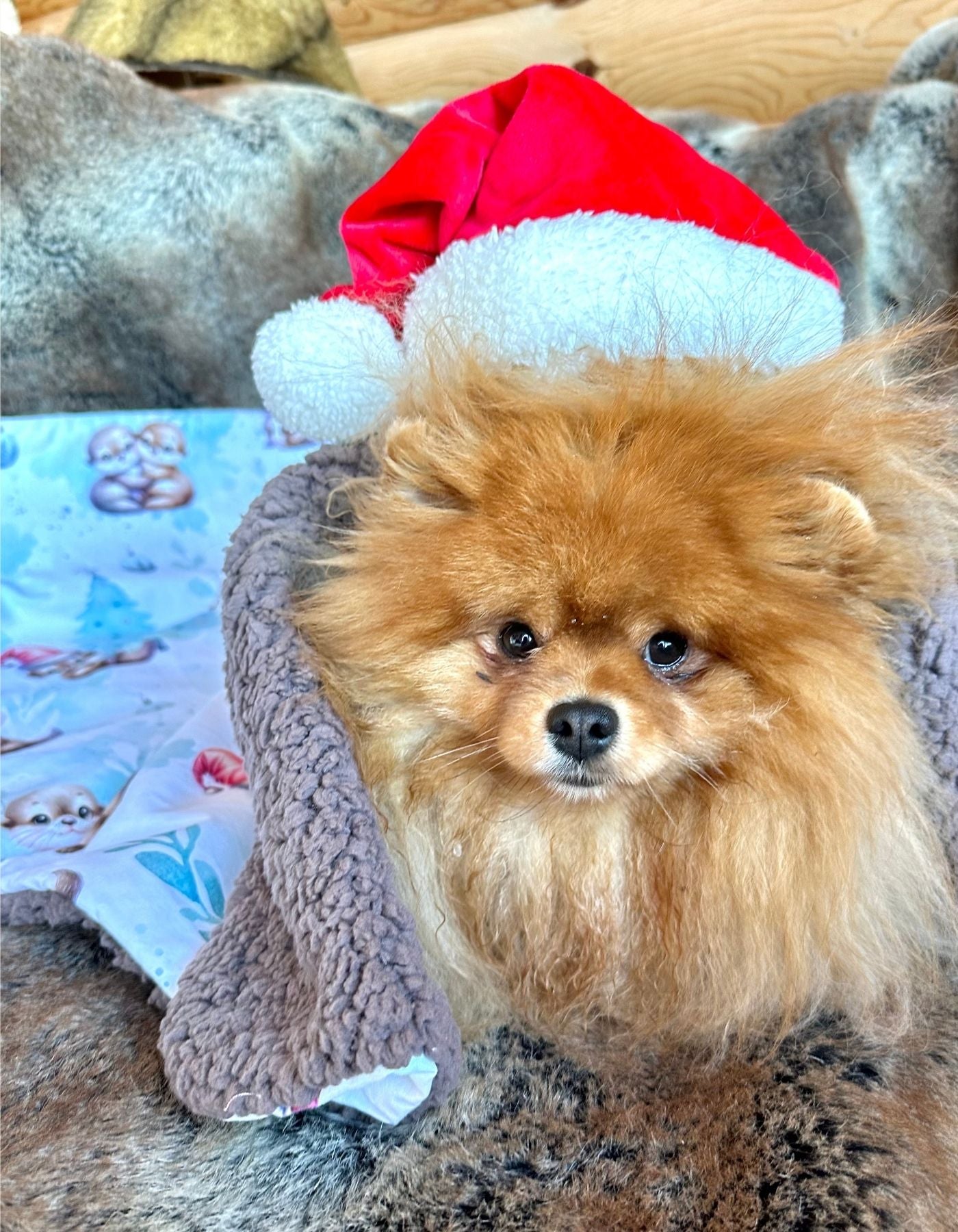 Couverture - LE NOEL DES PETITES LOUTRES - 78x68cm - Cacao